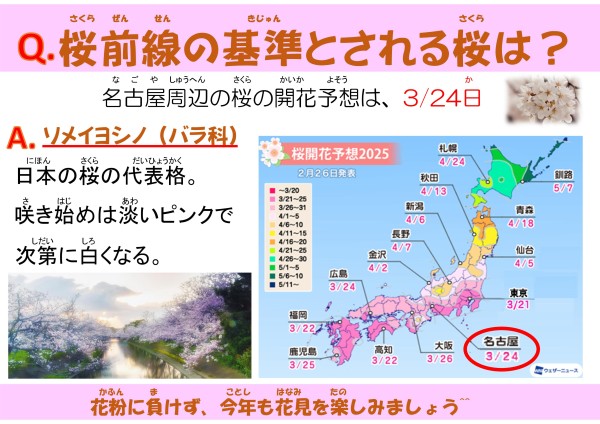 桜前線の基準とされる桜は？