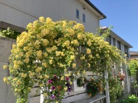 春フェスのお礼