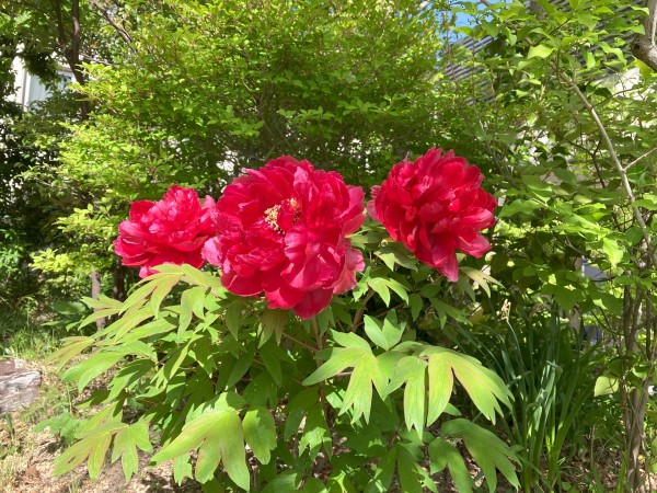 春フェスのお礼