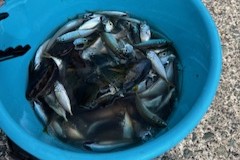 釣り大会