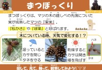 まつぼっくり