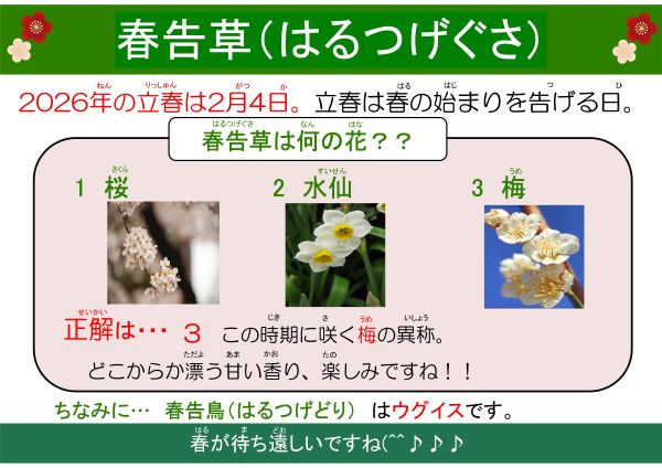 春告草（はるつげぐさ）