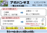 アガパンサス~増えすぎ注意~