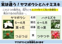 実は違う!ヤマボウシとハナミズキ