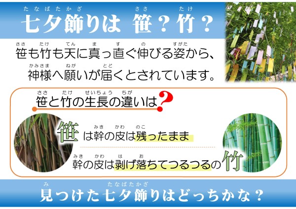 七夕飾りは笹？竹？