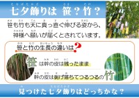 七夕飾りは笹？竹？