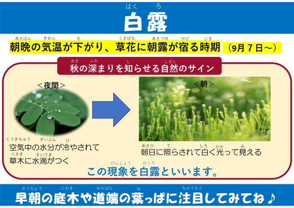 白露(はくろ)