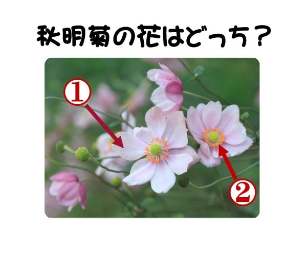 秋明菊（しゅうめいぎく）